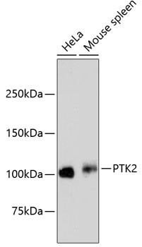 Anti-PTK2
