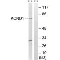 Anti-KCND1