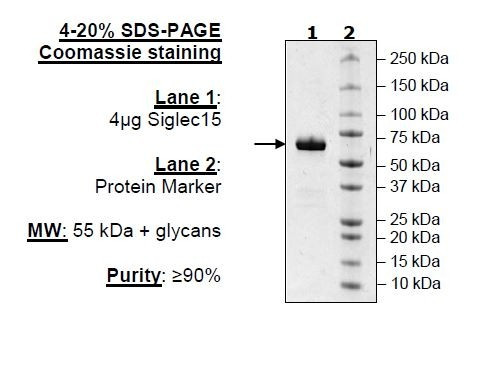 Siglec15, Fc Fusion, Avi-tag