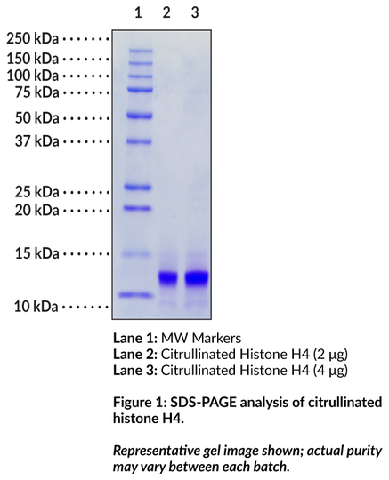 Citrullinated Histone H4 (human, recombinant)