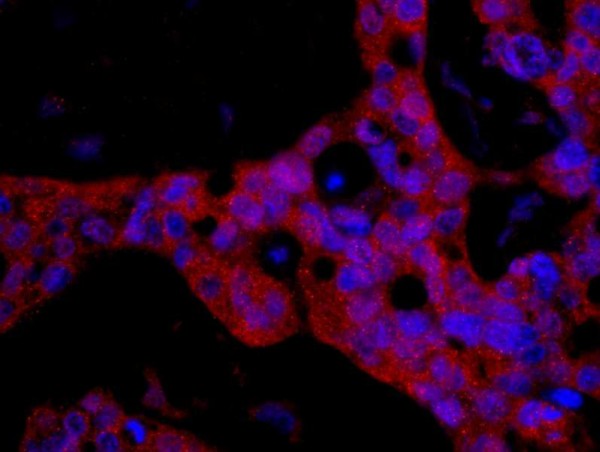 Anti-FKBP4/FKBP52 (IHC)