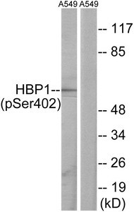 Anti-Phospho-HBP1 (Ser402)