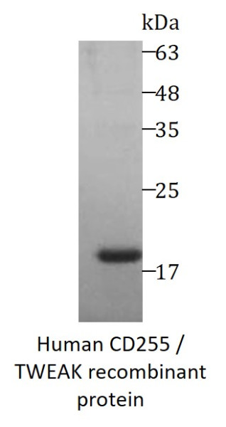Human CD255 / TWEAK recombinant protein (Active) (His-tagged)