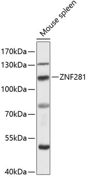 Anti-ZNF281