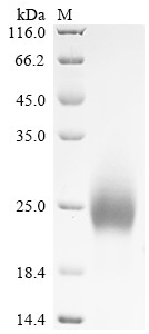 Lymphocyte antigen 6 complex locus protein G6d (Ly6g6d) (Active), mouse, recombinant