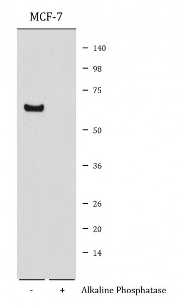 Anti-phospho-Akt 1 (Ser129)