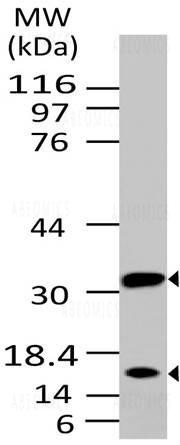 Anti-Caspase-3 (Pro and Active) (Clone: ABM1C12)