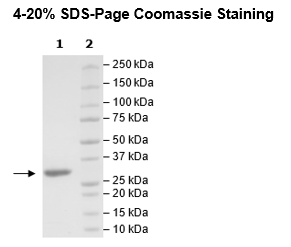 3CL Protease (B.1.1.529, Omicron Variant), (SARS-CoV-2)