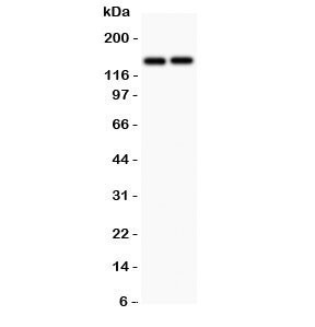 Anti-CD45