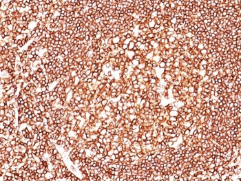 Anti-CD45 (Leukocyte marker), clone 135-4C5