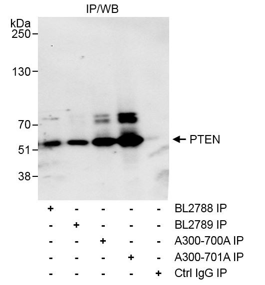 Anti-PTEN