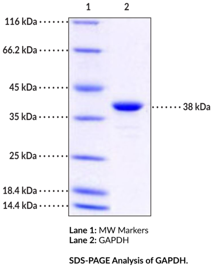 GAPDH (human, recombinant)