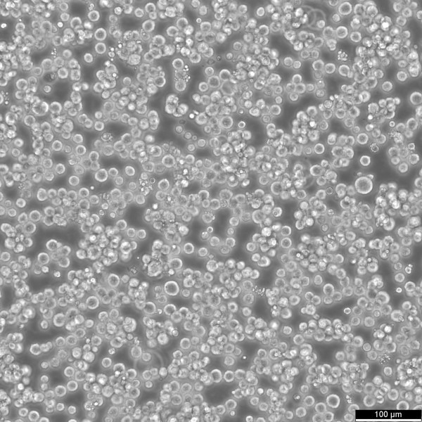 SNU-1 Cells