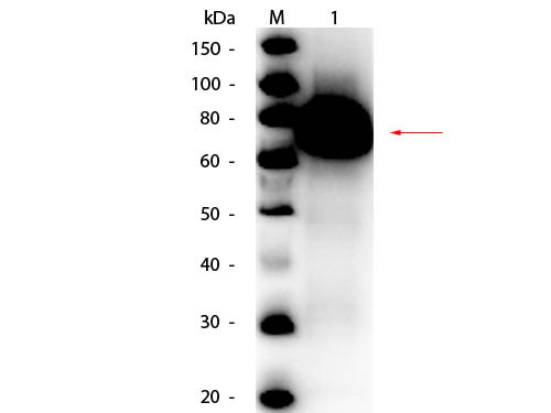 Anti-GLUCOSE OXIDASE, Peroxidase Conjugated