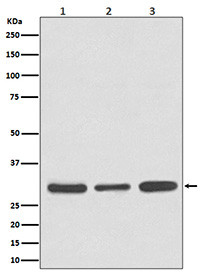 Anti-CASP3 / Caspase 3, clone 30C96