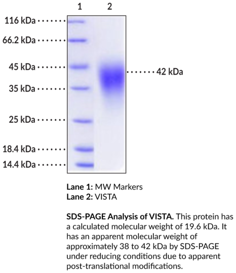 VISTA (human, recombinant)