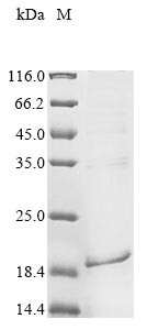 Parathyroid hormone (Pth), rat, recombinant