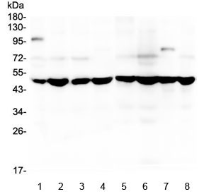 Anti-SF3B4 / Splicing factor 3B subunit 4