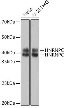 Anti-hnRNP C