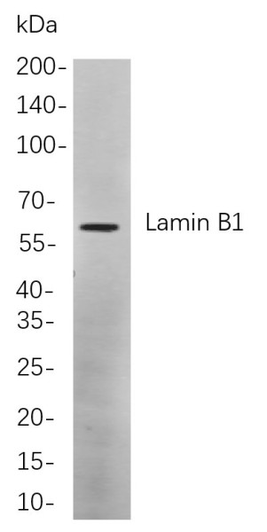 Anti-Recombinant Lamin B1, clone 6C6