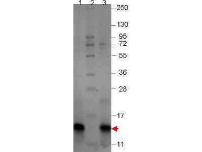 Macrophage Inflammatory Protein-1 beta (CCL4), mouse recombinant (rmMIP-1b)