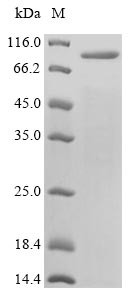 Envelope glycoprotein E (gE), Varicella-zoster virus, recombinant