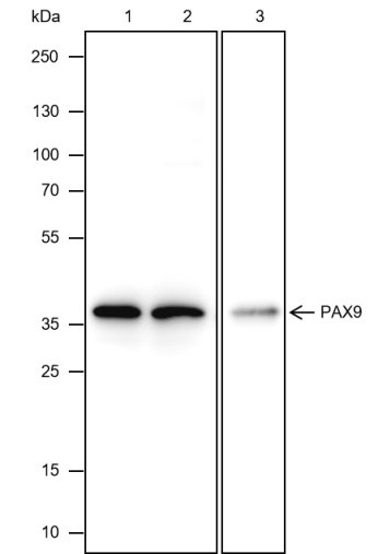 Anti-Recombinant PAX9, clone A411