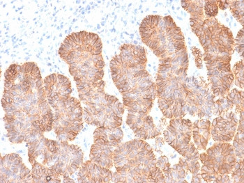 Anti-EpCAM / Extracellular domain, clone rEGP40/1372