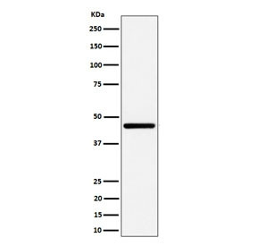 Anti-GNA13 / G-protein subunit alpha-13, clone 29G00