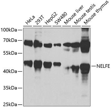 Anti-NELFE