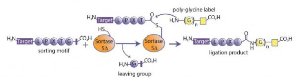 Sortase Sampling Kit