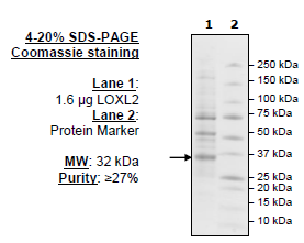 Lysyl oxidase like 2 (LOXL2), active human recombinant protein