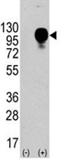Anti-CD107b