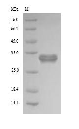 Pyridoxal phosphate phosphatase (PDXP), human, recombinant