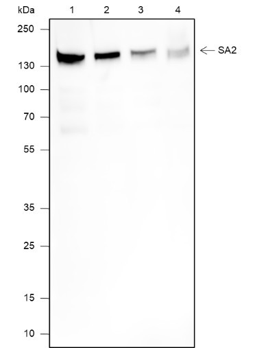 Anti-Recombinant SA2, clone A634