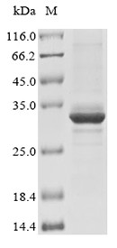 Enoyl-CoA hydratase, mitochondrial (Echs1), mouse, recombinant