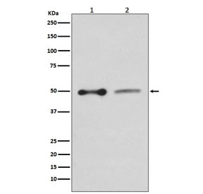 Anti-NHERF1 / SLC9A3R1, clone IIH-19