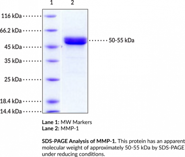 MMP-1 (human, recombinant)