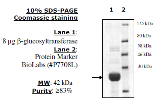 T4 beta-glucosyltransferase, C-terminal His-tag