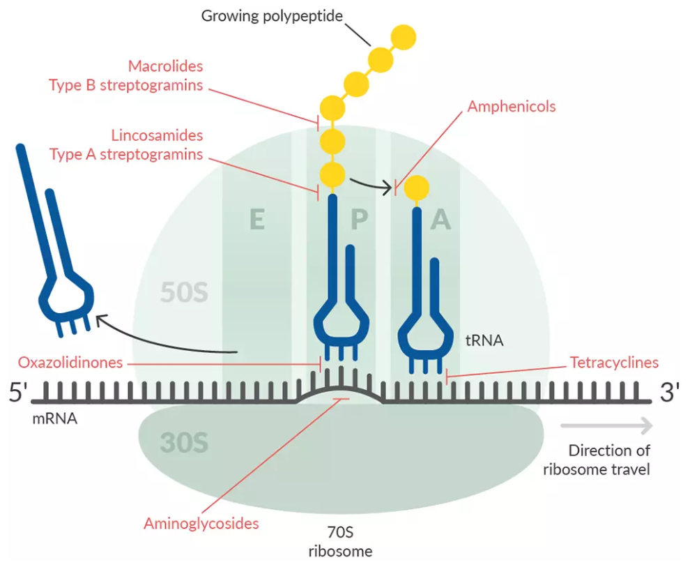 antibiotics-protein-synthesis