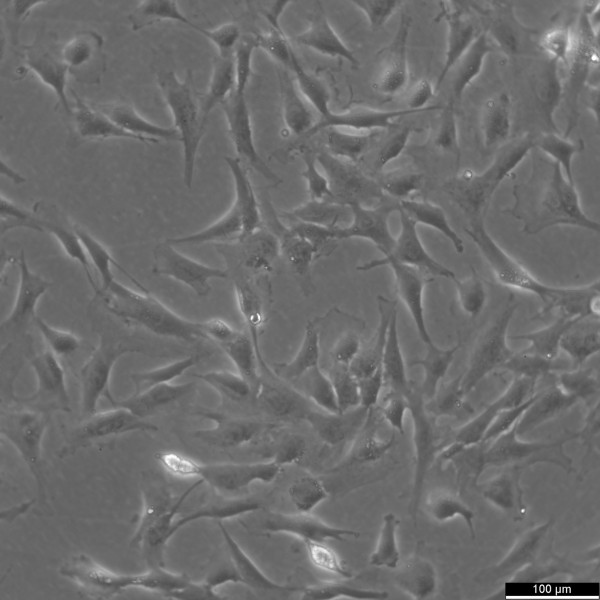 HSF (SV40) Cells
