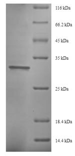Eukaryotic translation initiation factor 5A-1 (HYP2), Saccharomyces cerevisiae, recombinant