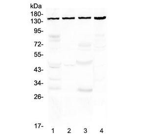 Anti-TRPC4 / Short transient receptor potential channel 4