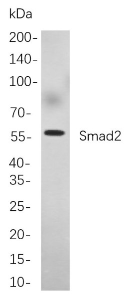 Anti-Recombinant Smad2, clone 2B9