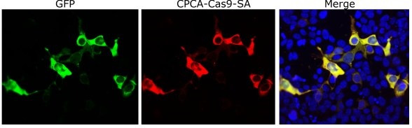 Anti-Cas9