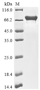 YTH domain-containing family protein 1 (YTHDF1), human, recombinant