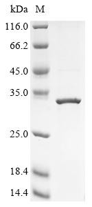G patch domain-containing protein 4 (GPATCH4), partial, human, recombinant