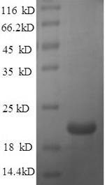 Beta-defensin 14 (Defb14), mouse, recombinant