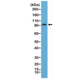 Anti-PSD-95 / N-Terminal (recombinant antibody), clone RM288