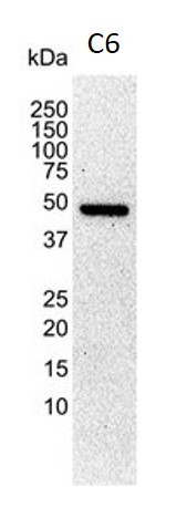 Anti-alpha Tubulin, clone YL1/2
